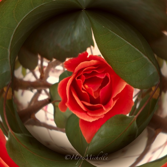 Circular rose-imp